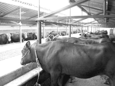 產(chǎn)業(yè)發(fā)展看平?jīng)觥捌經(jīng)黾t?！眽?nèi)開花墻外紅