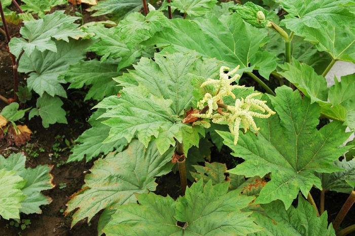 走俏國際市場—隴南禮縣不斷擴大大黃種植規(guī)模