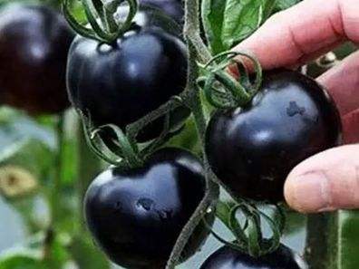 快看！蘭州新區(qū)高優(yōu)新特圣女果“黑羅漢”成熟待摘