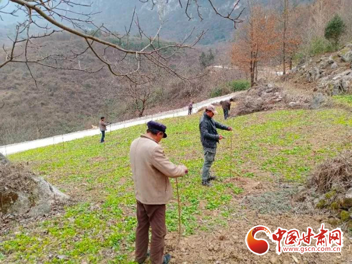 【甘肅全民戰(zhàn)“疫”】戰(zhàn)“疫”中，隴南稻坪的春天