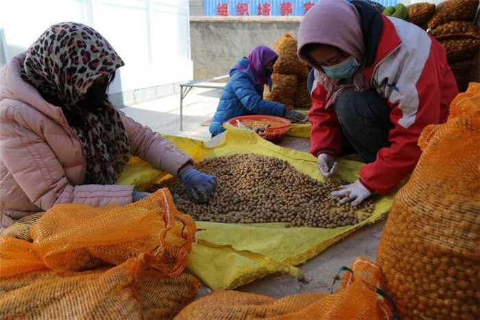 了不起！甘肅定西馬鈴薯良種出口7個(gè)國(guó)家