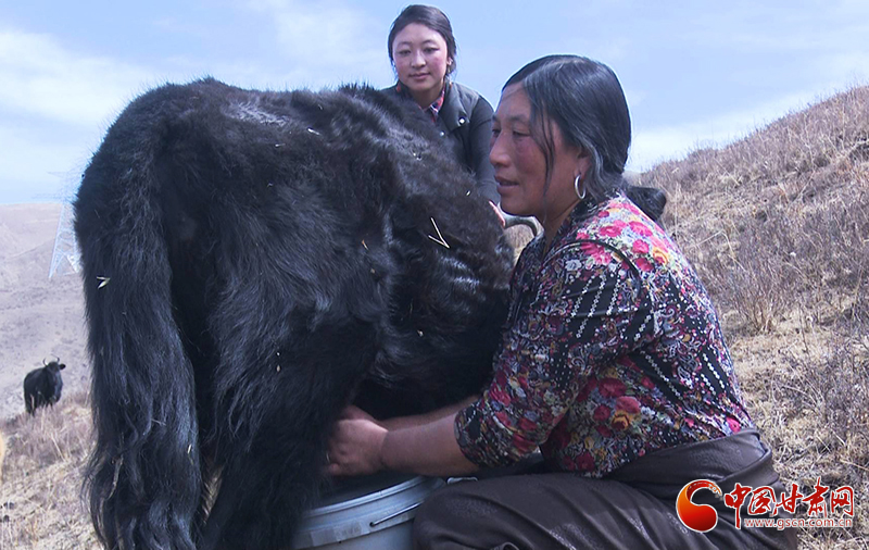 甘肅合作：高原上盛開了一朵美麗的“格?；ā保▓D）