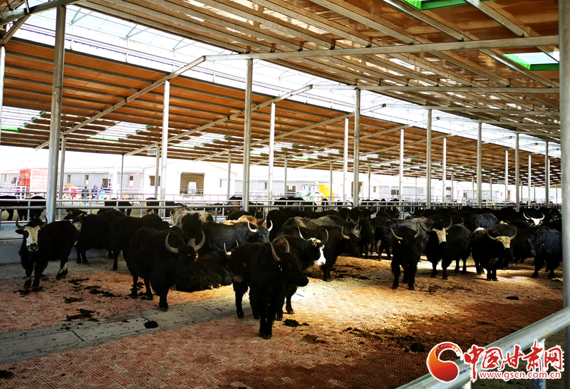 【甘肅省決戰(zhàn)決勝脫貧攻堅】農牧結合養(yǎng)起“脫貧?！?產(chǎn)業(yè)增效共唱“致富歌”