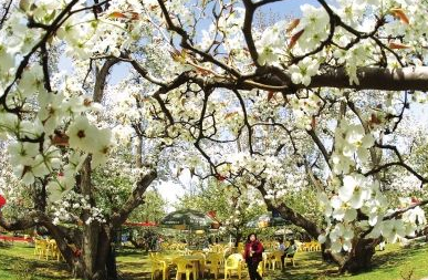 蘭州旅游交通服務中心景區(qū)直通車開通