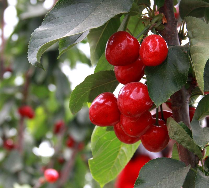 趕緊約起來(lái)！民勤紅旗谷櫻桃采摘園開(kāi)園啦！