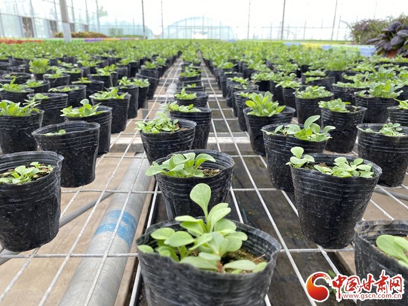 【甘肅省決戰(zhàn)決勝脫貧攻堅】皋蘭：電商拓銷路 設施農業(yè)有了新訂單