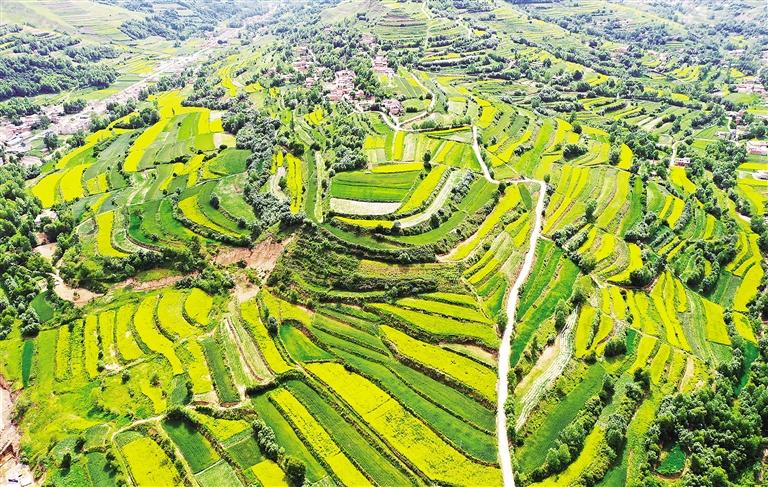 臨夏縣太子山沿線數萬畝油菜花進入盛花期