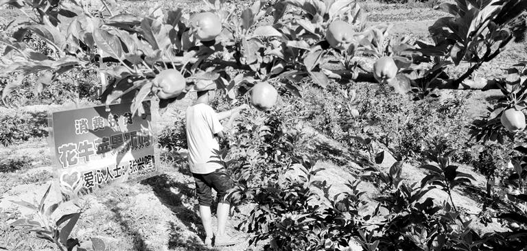 “于堡村果園”開(kāi)張記——認(rèn)購(gòu)“一棵樹(shù)”，結(jié)出“致富果”