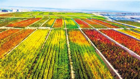 拉開(kāi)架勢(shì)興產(chǎn)業(yè)——武威天?？h發(fā)展特色農(nóng)業(yè)綜述