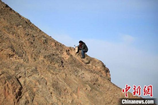 圖為敦煌“80后”畫(huà)家張杰龍?jiān)诙鼗腿Ｉ嚼锊杉V石顏料。(資料圖)受訪(fǎng)者供圖