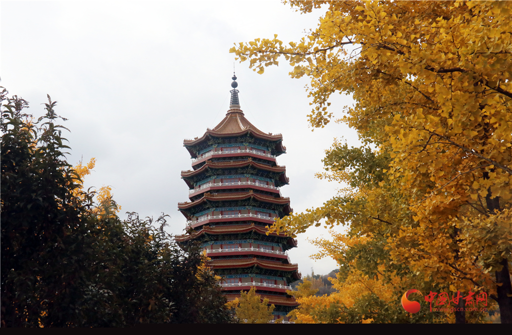 【“醉”美深秋 】金城金色賞金秋（組圖）