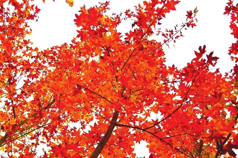 出彩啦！蘭州高校秋景驚艷來襲，快到秋日調(diào)色盤里pick你的母校