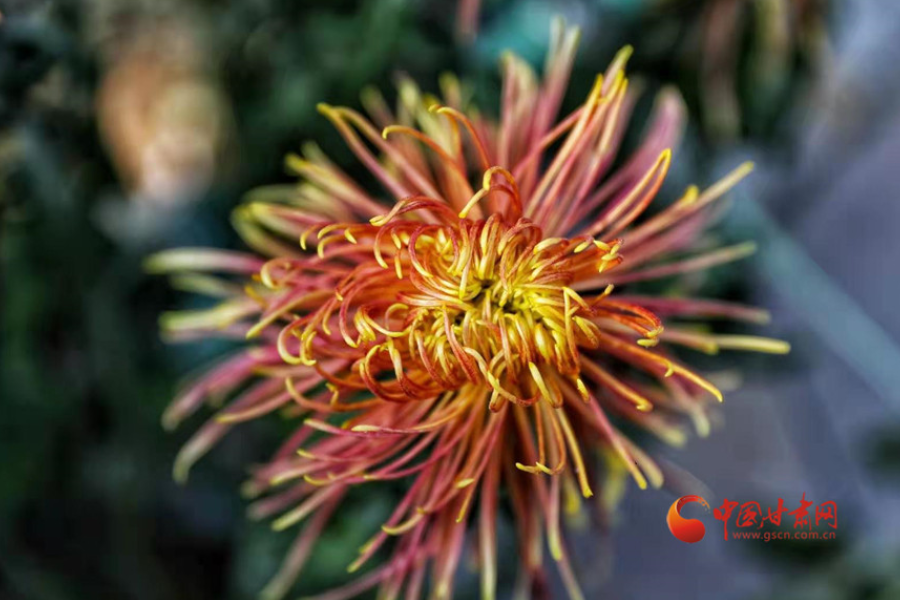 十五年，鍥而不舍終夢(mèng)圓——寫在蘭州市入選全國(guó)文明城市之際