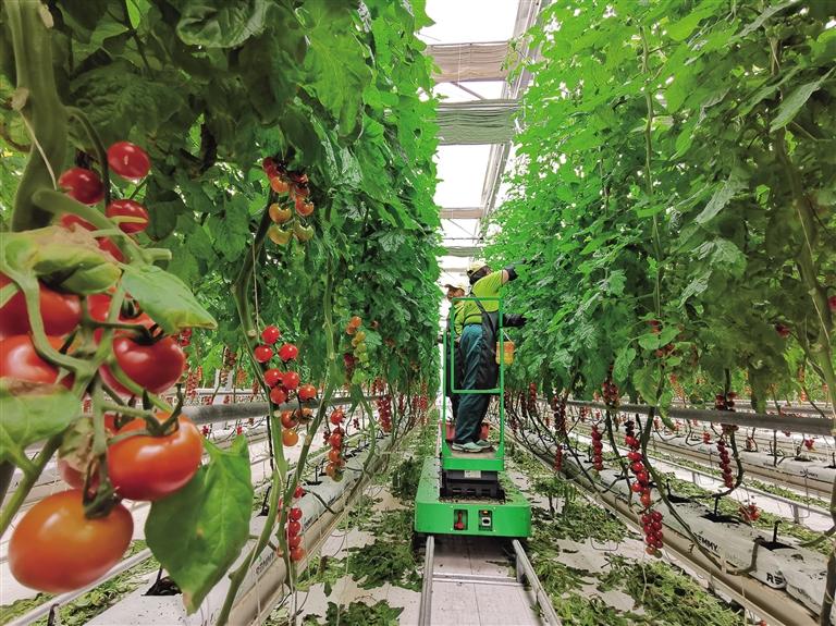 精準化管理 標準化品質 蘭州新區(qū)番茄獲全球良好農業(yè)規(guī)范認證