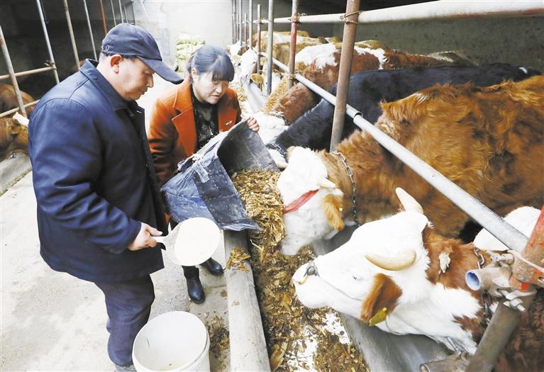 我和我的家鄉(xiāng)丨定西臨洮縣黨家墩村：“牛”產(chǎn)業(yè)帶來“?！比兆?>
        </a><em>我和我的家鄉(xiāng)丨定西臨洮縣黨家墩村：“?！碑a(chǎn)業(yè)帶來“牛”日子</em></li>
    <li><a  target=