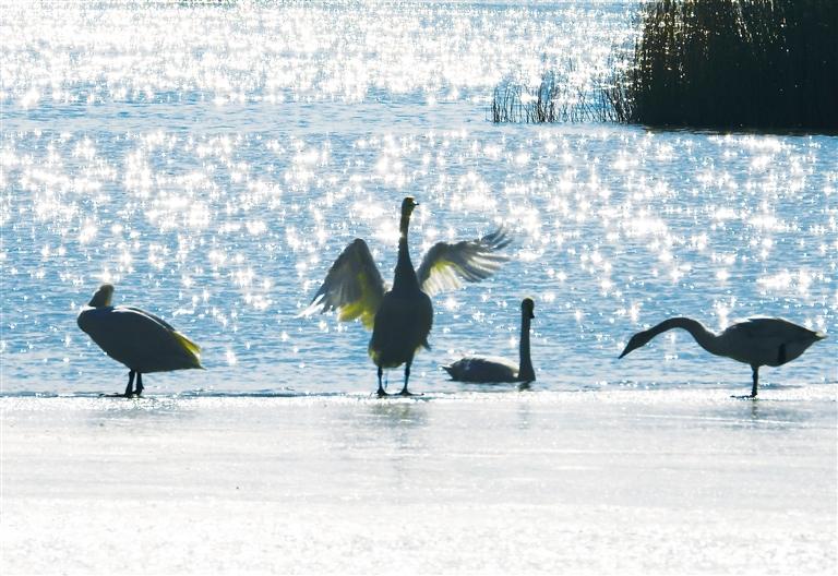 臨夏州永靖縣鹽鍋峽鎮(zhèn)境內(nèi)的黃河八盤峽水庫(kù)成為天鵝等候鳥越冬的樂(lè)園