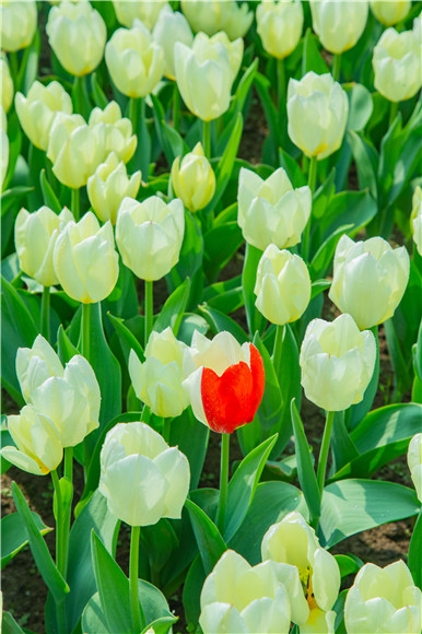 花叢中，別具一格。羅云希 攝