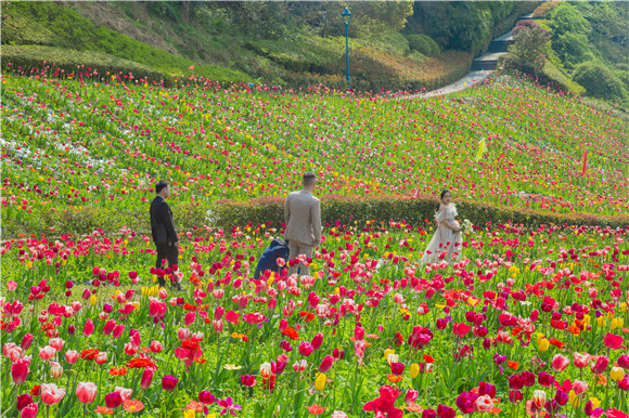 花海間，拍上一組美美的婚紗照。羅云希 攝