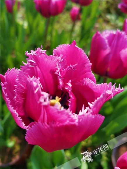 特色郁金香品種，花邊呈鋸齒狀。華龍網(wǎng)—新重慶客戶端記者 舒婷 攝