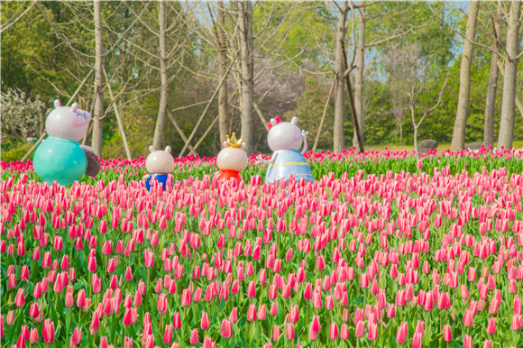 長壽湖郁金香次第開放。羅云希 攝