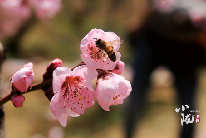 【小隴畫報·113期】最美人間四月天，灼灼桃花映秦安