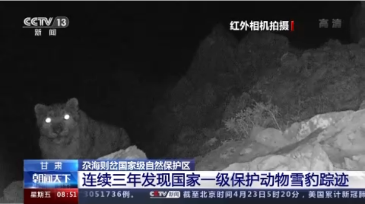 “大貓”出沒！甘肅尕海則岔保護(hù)區(qū)連續(xù)三年發(fā)現(xiàn)雪豹蹤跡