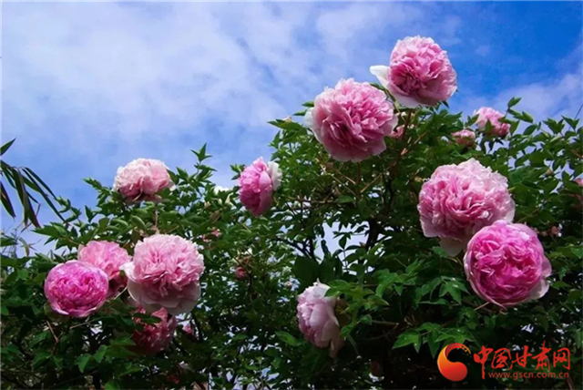 【五一游甘肅】暢游“臨洮縣紫斑牡丹文化旅游節(jié)”，這份攻略請收下！