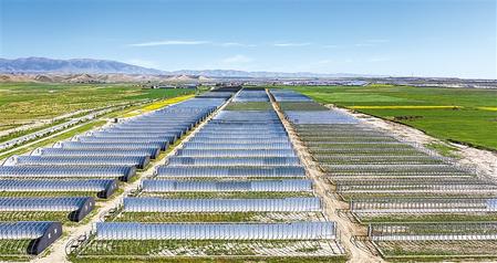 武威天?？h松山鎮(zhèn)德吉新村秀珍菇科技產(chǎn)業(yè)園初具規(guī)模