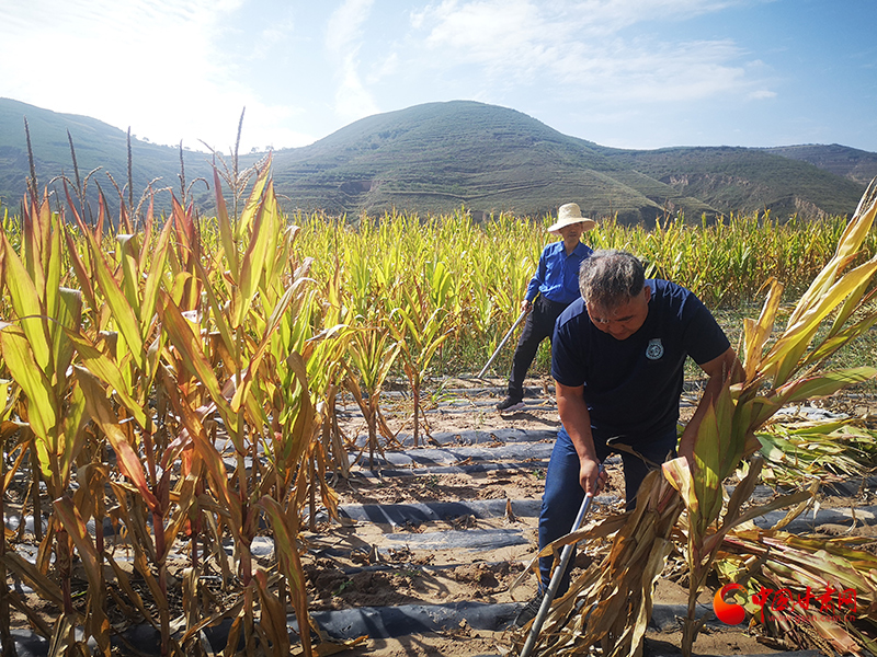 【慶豐收 感黨恩】定西安定：劉鴻奎的豐收節(jié)！