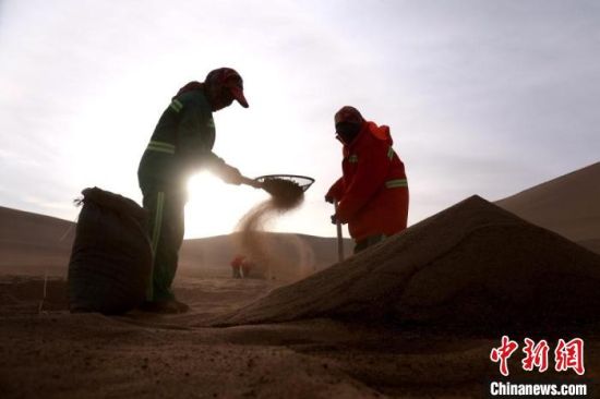 圖為“駱駝保姆”用土方法清理駝糞?！垥粤?攝