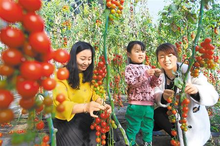 酒泉市肅州區(qū)東洞戈壁產(chǎn)業(yè)園里的圣女果、人參果陸續(xù)成熟上市