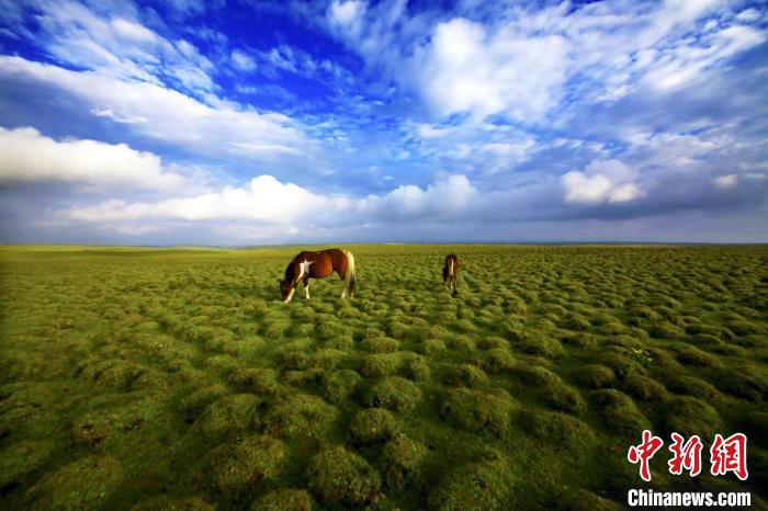 圖為甘肅甘南藏族自治州草原風(fēng)光。(資料圖) 艾慶龍 　攝