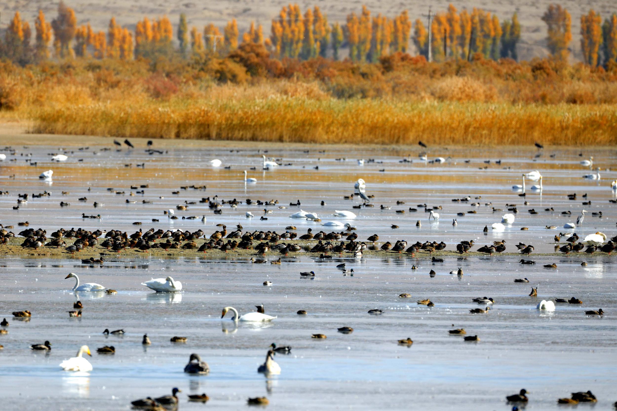 天鵝飛抵高臺(tái)縣黑河濕地嬉戲覓食、棲息越冬。尹昭霞攝