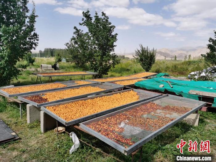 圖為肅北蒙古族自治縣的“李廣杏”。(資料圖) 受訪者供圖