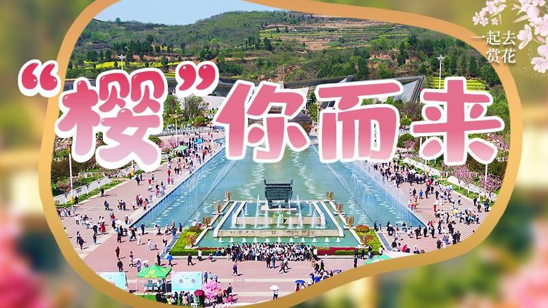 海報|春色爛漫，一組海報“云賞”櫻花盛開