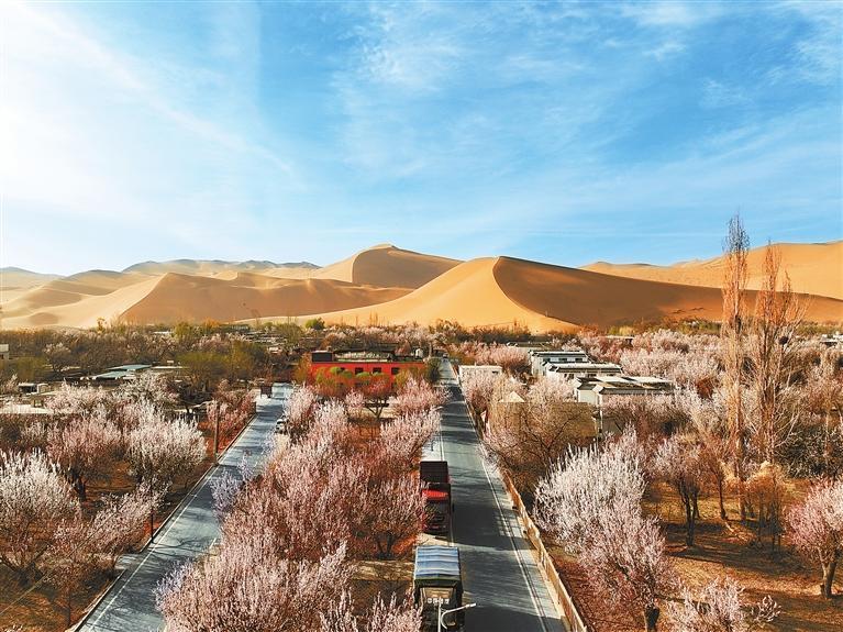 近日，敦煌鳴沙山下的李廣杏杏花陸續(xù)開(kāi)放，美如畫(huà)卷。新甘肅·甘肅日?qǐng)?bào)通訊員　張曉亮