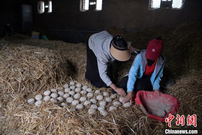 酒曲成型之后入曲房，入室之前要灑水，再鋪青稞草，防止曲塊的水分被吸走，曲房?jī)?nèi)有通風(fēng)道、窗戶、暖氣、電熱爐等各種控制曲房溫度的設(shè)備。圖為5月10日，工作人員將成型的曲塊搬運(yùn)到曲房。九美旦增　攝