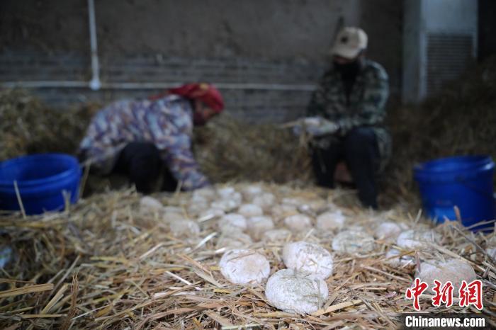 酒曲從曲坯入房培養(yǎng)到培養(yǎng)結(jié)束，整個(gè)培養(yǎng)周期控制在4至8天，曲坯的要求光滑，軟硬適宜，手按曲坯不松散，結(jié)實(shí)，薄厚一致。圖為5月10日，工作人員準(zhǔn)備將培養(yǎng)好的曲坯拿到外面晾曬。九美旦增　攝