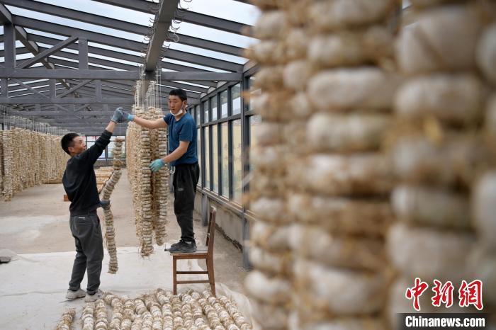 圖為5月10日，工作人員將用青稞面和青稞草等制成的曲坯用繩子串起來晾曬。九美旦增　攝