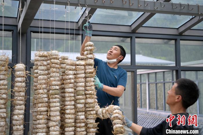 圖為5月10日，工作人員將用青稞面和青稞草等制成的曲坯用繩子串起來晾曬。九美旦增　攝