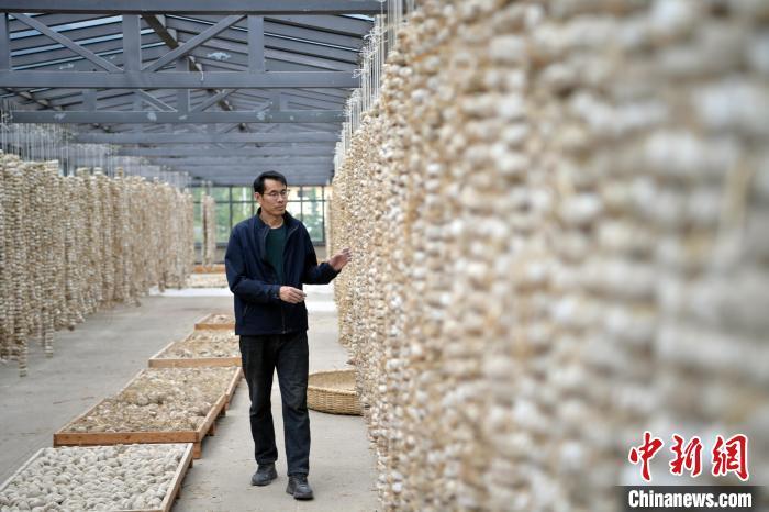 圖為5月10日，工作人員檢查晾曬的曲胚。九美旦增　攝