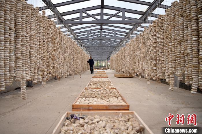 圖為5月10日，工作人員檢查晾曬的曲胚。九美旦增　攝