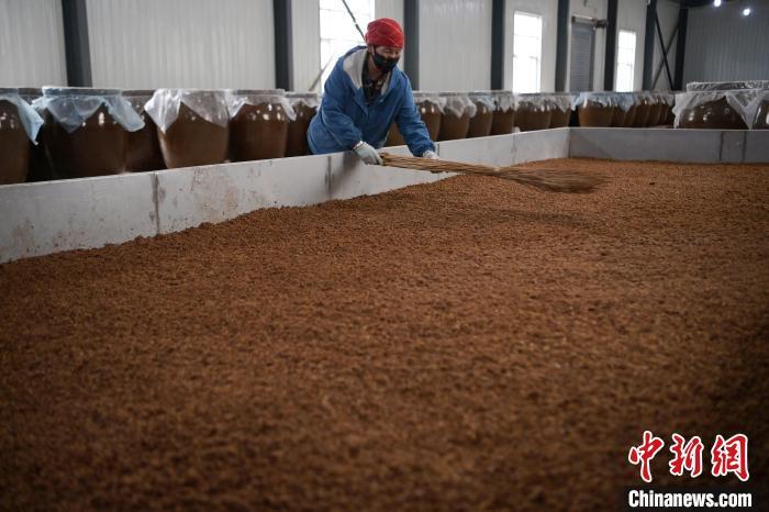 圖為5月10日，工作人員整理鋪撒的酒醅。九美旦增　攝