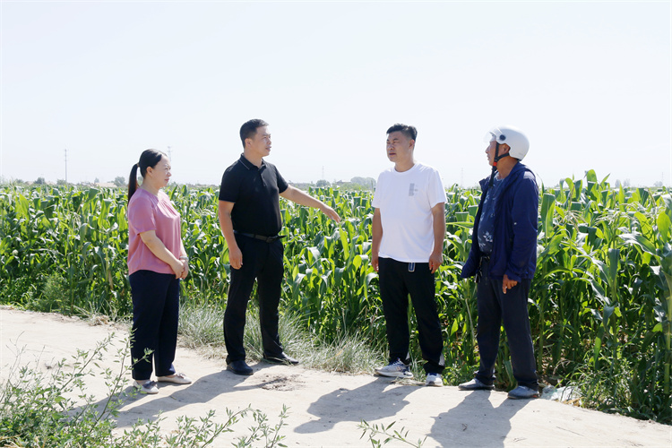 臨澤縣沙河鎮(zhèn)紀委工作人員深入田間地頭了解玉米制種生產(chǎn)情況.jpg