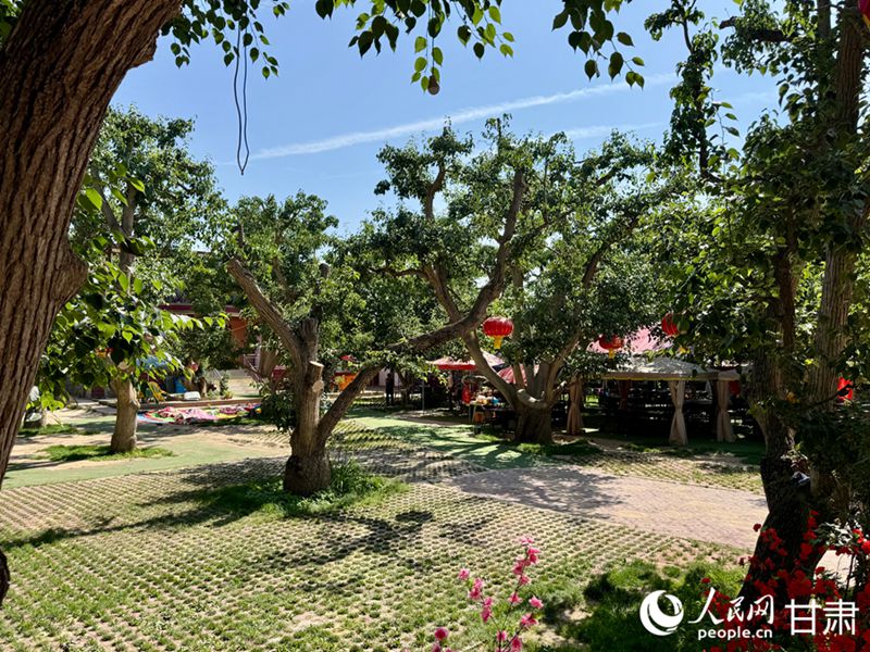 什川古梨園。人民網(wǎng)記者 焦隆攝