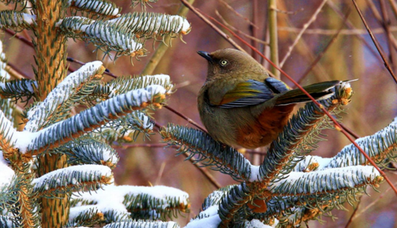 祁連山國家公園（候選區(qū)）高清影像定格橙翅噪鹛靈動身姿