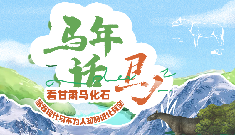馬年話?cǎi)R|看甘肅馬化石 藏著現(xiàn)代馬不為人知的進(jìn)化秘密