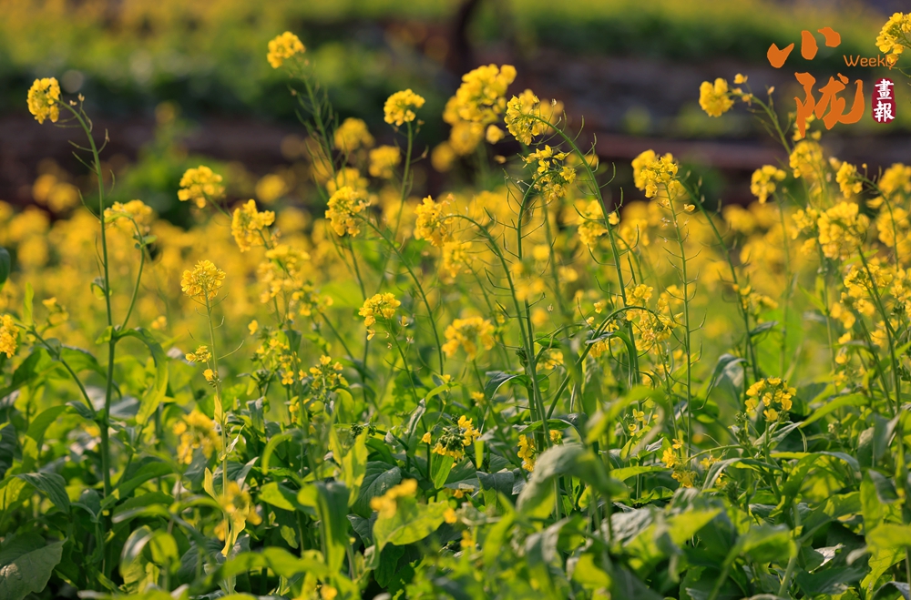 春到文縣早 花開碧水間