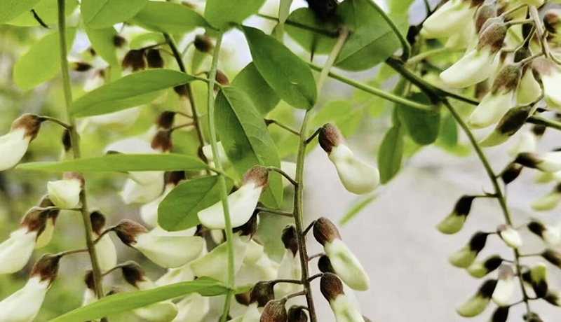 西和：小槐花變身致富“搖錢樹”