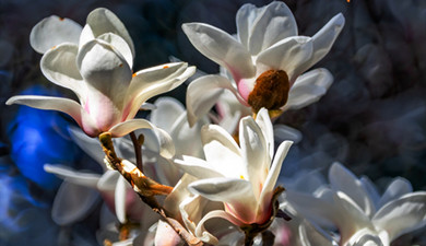 張掖：黑河潤綠翠色濃 滿街花影迎夏來